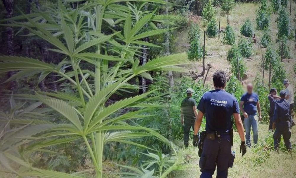 Χασισοφυτεία με 1.400 δενδρύλλια εντόπισε η αστυνομία